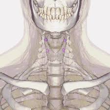 Medical illustration showing the four parathyroid glands located on the posterior surface of the thyroid gland in the human neck.