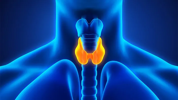 A blue 3D medical illustration of a human neck with the butterfly-shaped thyroid gland highlighted in bright orange at the base of the throat.