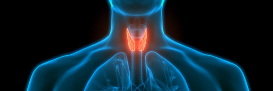 A 3D medical illustration of a human torso with the butterfly-shaped thyroid gland highlighted in bright orange at the base of the neck.