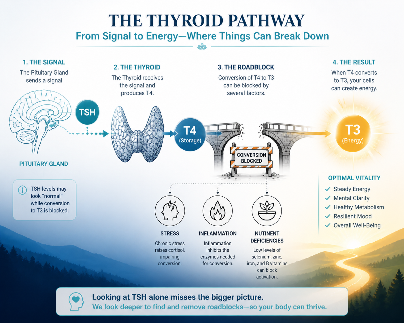A medical diagram showing the thyroid pathway from the pituitary gland (TSH) to the thyroid (T4 storage) and the conversion to T3 (energy), highlighting roadblocks like stress, inflammation, and nutrient deficiencies.
